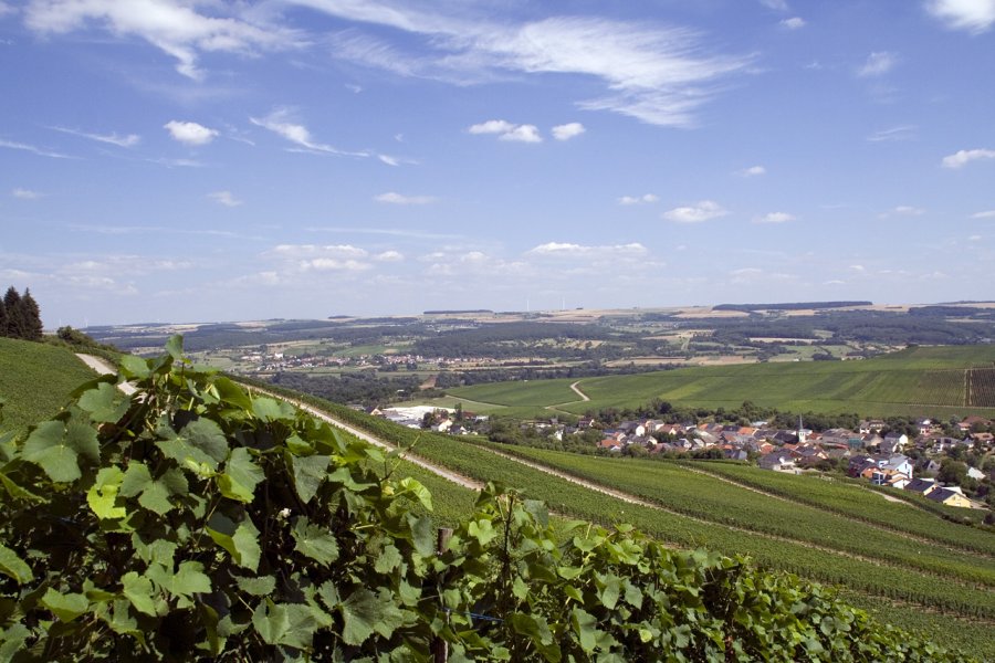Виноградники в Люксембурге